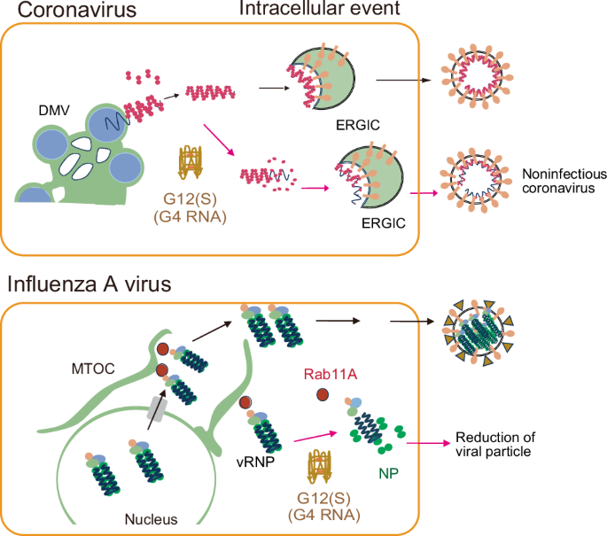 ghk cu effect on viruses Frontiers Honored to share our latest