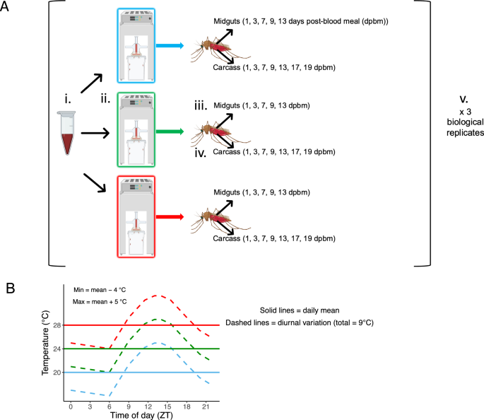 Thermal variation influences the transcriptome of the major malaria ...