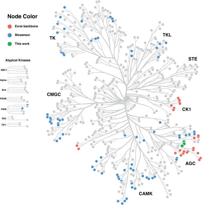 Biokey Kineticn Illuminating understudied kinases: a generalizable biosensor ...