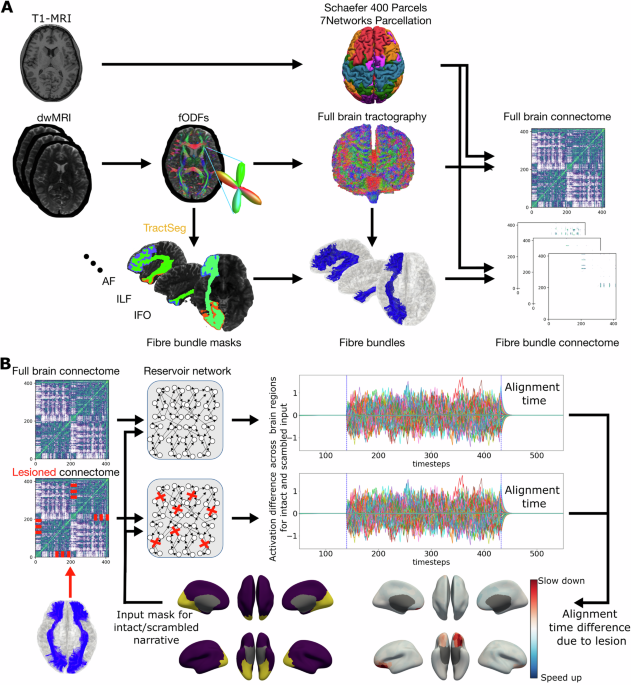 Simulating the impact of white matter connectivity on processing time ...