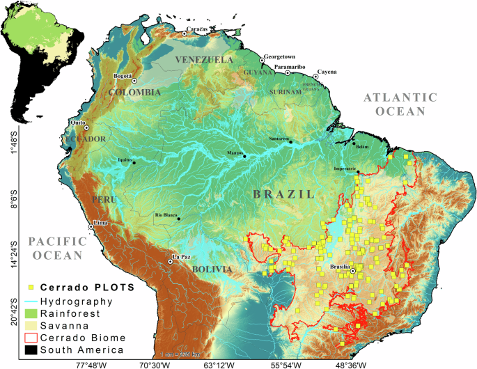Tree species hyperdominance and rarity in the South American Cerrado
