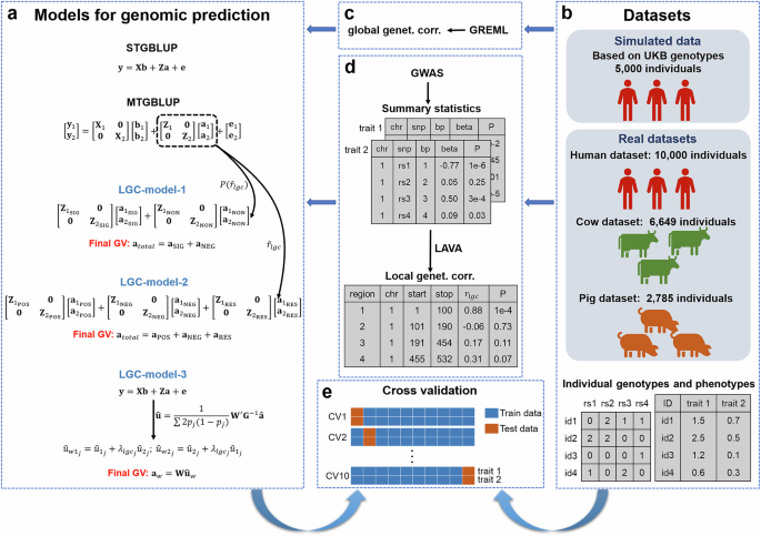 Improving multi-trait genomic prediction by incorporating local genetic correlations