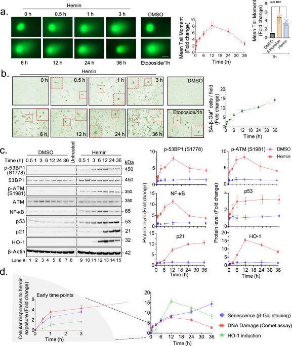 Hemin-induced transient senescence via DNA damage response: a  neuroprotective mechanism against ferroptosis in intracerebral hemorrhage |  Communications Biology