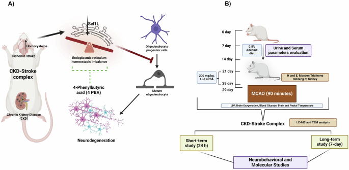 glutathione peptide injection kidney Modulation of Sel1L can alleviate altered ER homeostasis towards white  matter damage in CKD-stroke complex