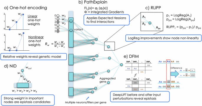 Detecting genetic interactions with visible neural networks