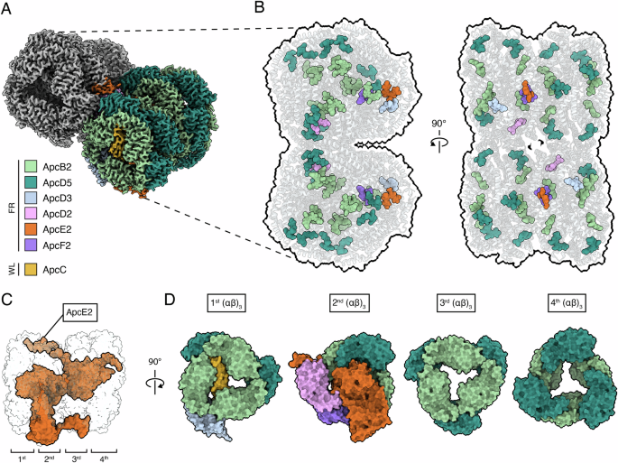 Structure of a stripped-down and tuned-up far-red phycobilisome |  Communications Biology