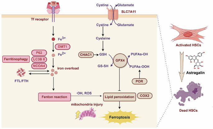 iv glutathione for iron overload Load Toxicity in Medicine: From Molecular and Cellular Aspects to Clinical Implications Frontiers | Ferroptosis, pathogenesis and