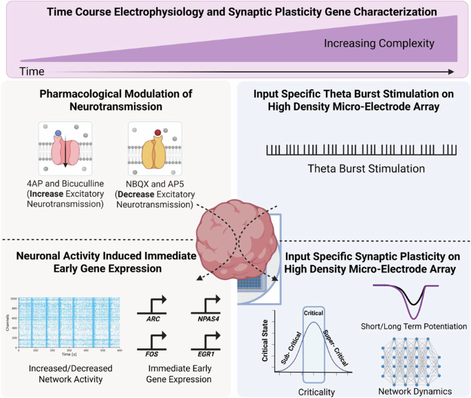 Human neural organoid microphysiological systems show the building blocks necessary for basic learning and memory