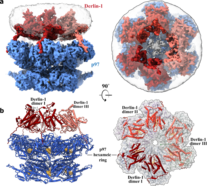 P97 Complex Cryo-EM structure of the human Derlin-1/p97 complex reveals a hexameric ...