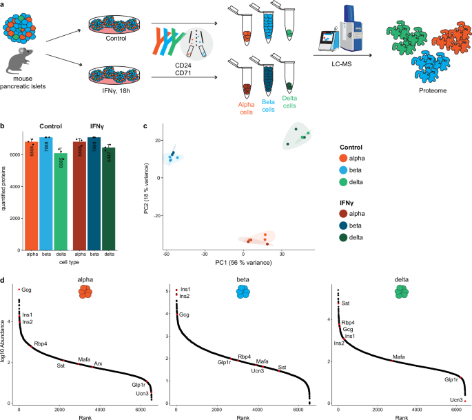 Decoding adult murine pancreatic islet cell diversity through cell type ...