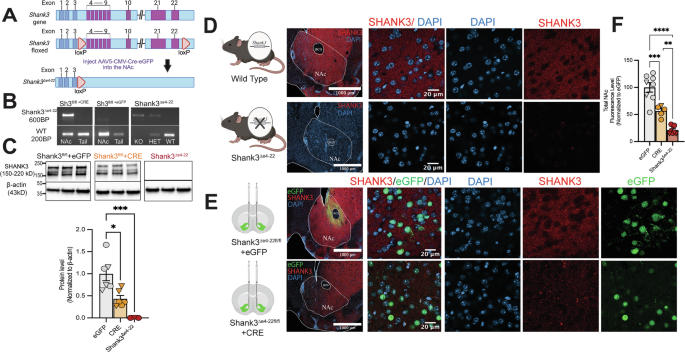 Deficiency of Shank3 in the nucleus accumbens reveals a loss of social ...