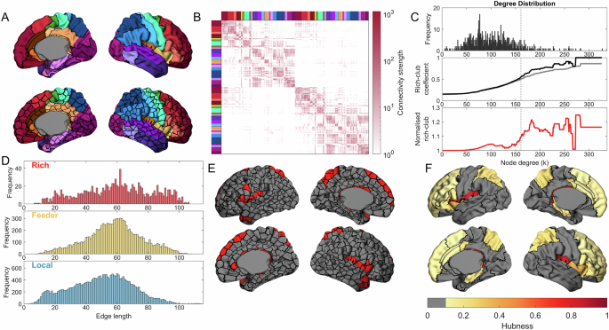 Transcriptomic divergence of network hubs in the prenatal human brain ...