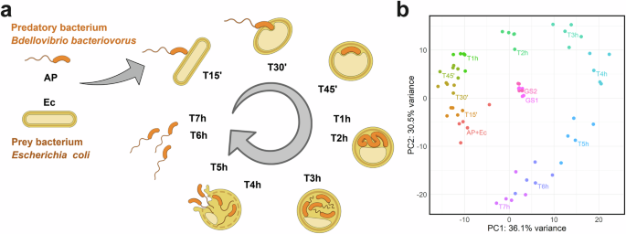 Quantitative proteome of bacterial periplasmic predation by Bdellovibrio bacteriovorus reveals a prey-lytic protease