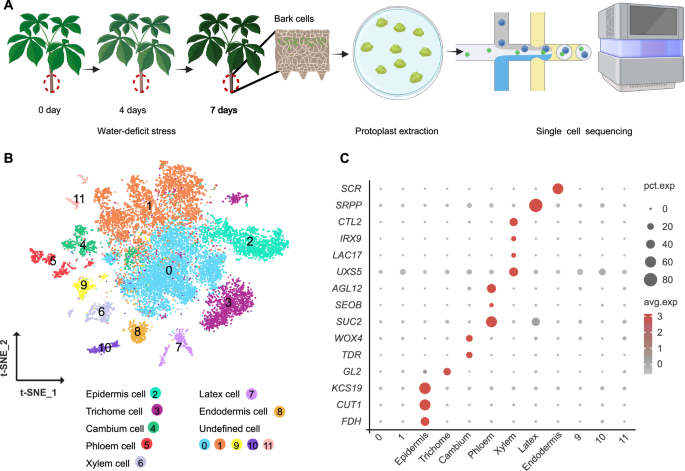 Transcriptomic response analysis of rubber tree saplings to water ...