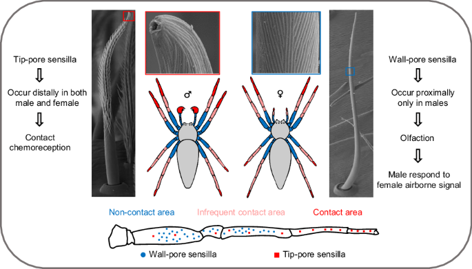 The chemosensory toolkit of the cursorial spider Pisaura mirabilis ...