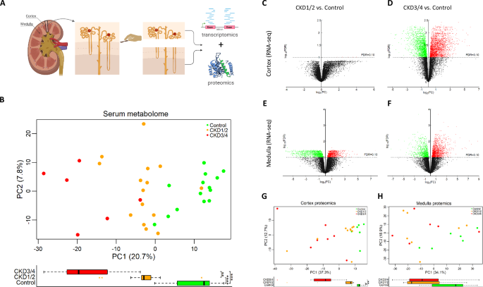 Integrated multi-omics analysis of renal metabolism in domestic cats with  spontaneous chronic kidney disease | Communications Biology