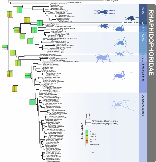 Reply to: Uncertainties in the phylogeny and biogeography of cave ...