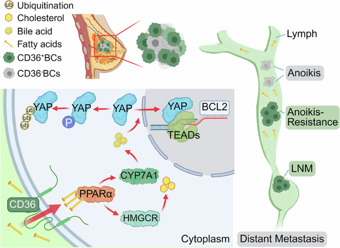 Breast Cancer Spread to Lymph Nodes Accelerated by Elevated CD36 via Hippo-YAP Signaling