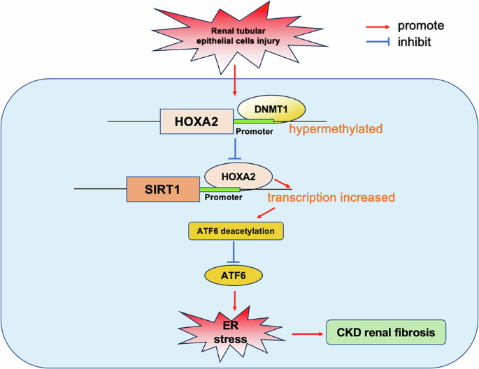 HOXA2 exerts anti-renal fibrosis effects through reducing endoplasmic  reticulum stress via the upregulation of SIRT1 | Communications Biology