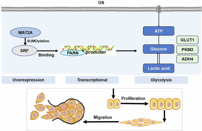 MAT2A enhances PARN transcription via SRF to accelerate glycolysis and drive malignant progression in osteosarcoma - Communications Biology