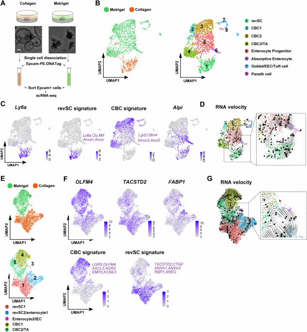 ipamorelin prolactin levels Which Evidences Explain Ipamorelin's Recovery Selectivity Without Cort – Prime Lab Peptides ipamorelin prolactin levels Which Evidences Explain Ipamorelin's Recovery Selectivity Without Cort – Prime Lab Peptides