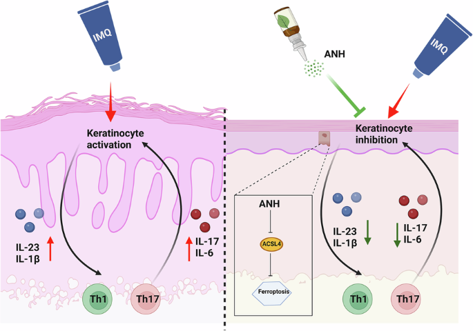 Anhydroicaritin-loaded mesenchymal stem cell exosomes ameliorate psoriasis  via ACSL4-mediated ferroptosis in mice | Communications Biology