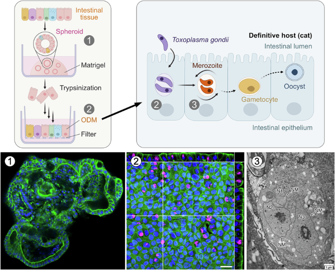 Long-term feeder cell-free cat intestinal organoid cultures to study Toxoplasma gondii’s sexual development - Communications Biology