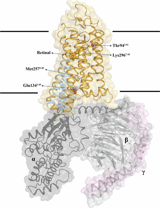 G-protein activation of the dark-state conformation of the visual G protein-coupled receptor rhodopsin by releasing critical structural constraints | Communications Biology G-protein activation of the dark-state conformation of the visual G protein-coupled receptor rhodopsin by releasing critical structural constraints | Communications Biology