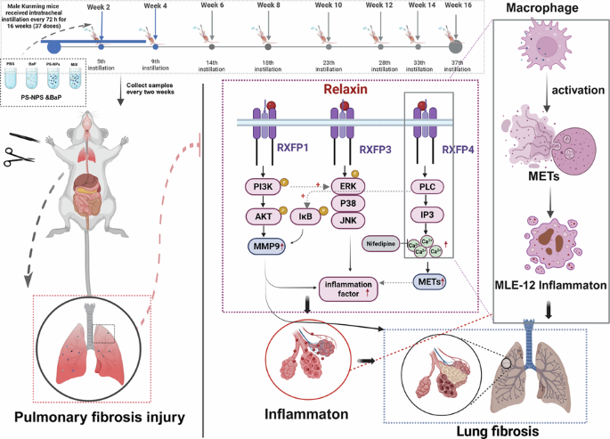 can glutathione cause palpitations Polystyrene nanoplastics and benzo(a)pyrene synergistically induce lung  fibrosis and inflammation via relaxin signalling in mice