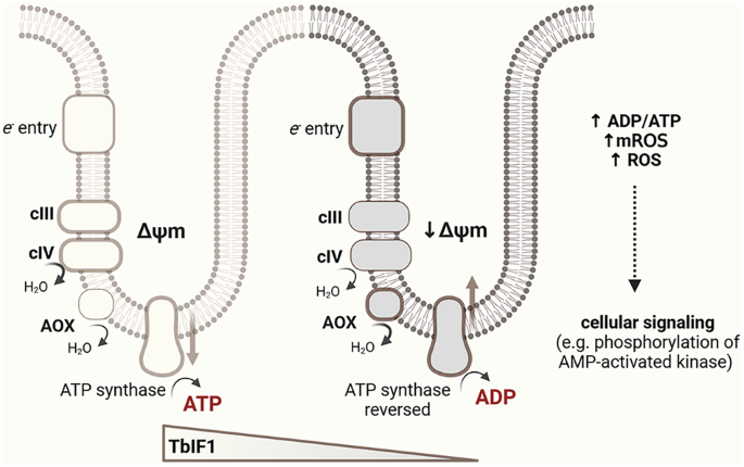 The Cellular Switcheroo: How Parasites Reverse Their Energy Engines During Transformation