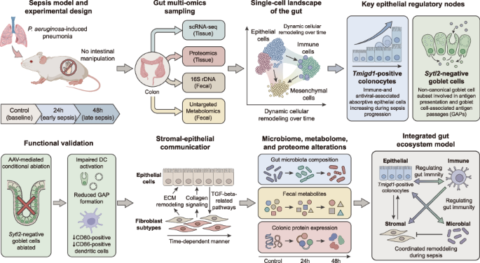 glutathione for pneumonia Dynamic gut responses to sepsis uncovered by multi-omics profiling in a rodent model Pack:30 Tablets Epithalon 10 mg — Collagen drink