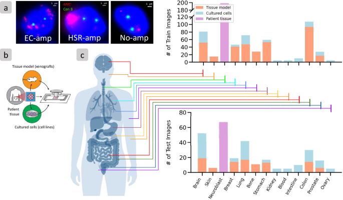 Accurate prediction of ecDNA in interphase cancer cells using deep neural networks