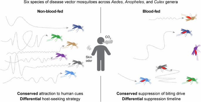 Why Mosquitoes Behave So Differently: The Hidden Science Behind Vector-Borne Disease Spread