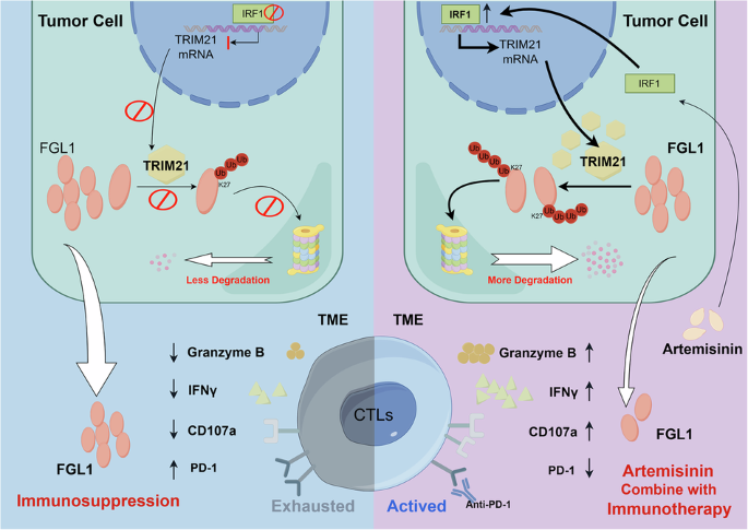 Targeting IRF1-TRIM21 axis enhances anti-tumor immunity by promoting ubiquitin-mediated degradation of FGL1 in non-small cell lung cancer