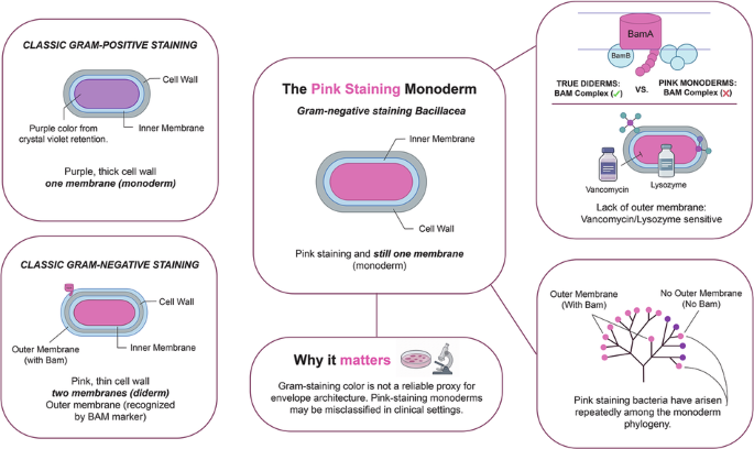 Gram-negative-staining Bacillaceae with thick cell wall and monoderm architecture uncover evolutionary diversity and challenge Gram-based classification