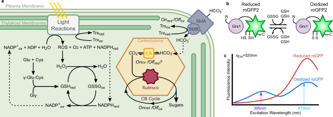 Carbon dioxide concentration alters cyanobacterial carboxysome encapsulation and redox state in Synechococcus sp. PCC 7002