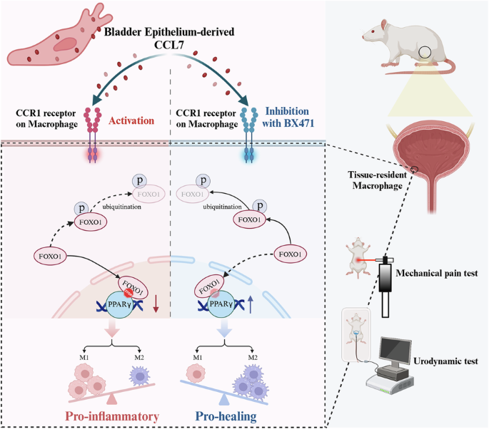 bpc-157 interstitial cystitis pilot study for athletes and injury treatment: Science, safety, and legal concerns bpc-157 interstitial cystitis pilot study