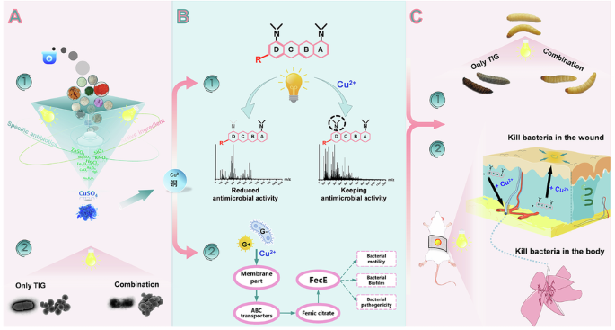 ghk-cu more plates more dates Copper ions restore antibacterial activity of tigecycline by regulating photodegradation pathway under light exposure‌ bpc 157 clinical trials Thiamine intravenous Variants:2 Collagen