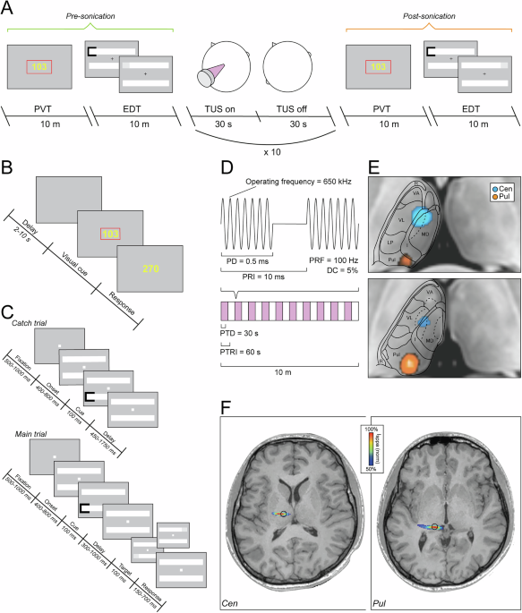 Targeting central thalamus with transcranial ultrasound reduces arousal in healthy volunteers