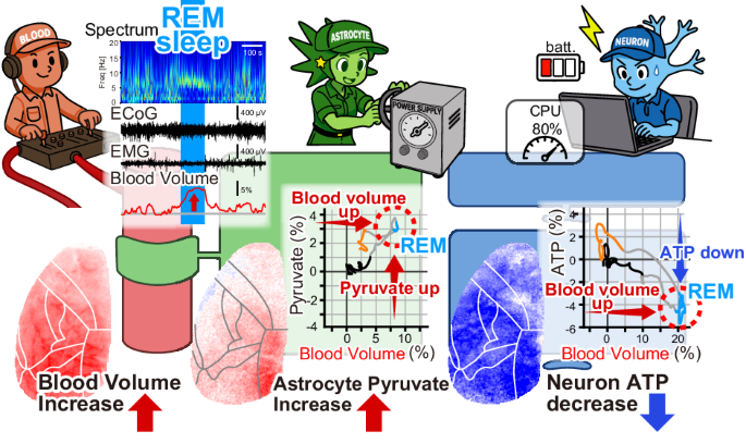 Energy paradox in REM sleep: balancing supply and consumption in brain metabolism - Nature
