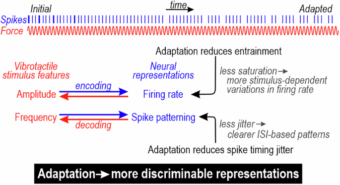 Adaptation in somatosensory afferents improves rate and temporal coding of vibrotactile stimulus features