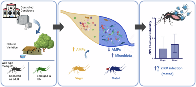 Mating-dependent gut enlargement and immune suppression in field-caught Aedes aegypti