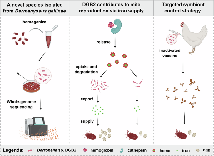 Candidatus Bartonella xiongi influences iron homeostasis in the hematophagous mite Dermanyssus gallinae, affecting its reproduction