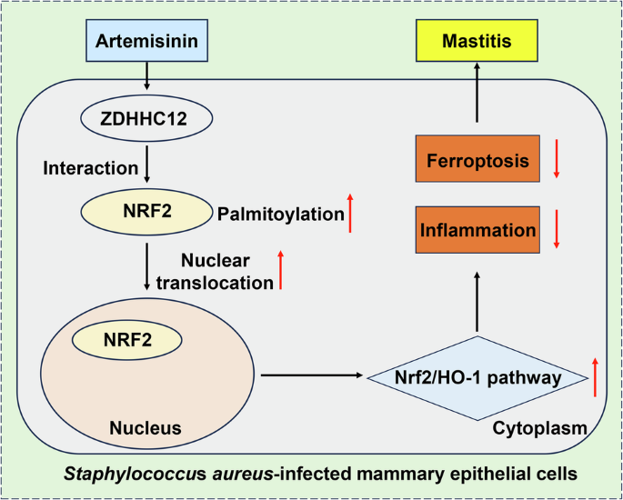 Artemisinin's Role in Combating Mastitis Through Anti-Inflammatory and Anti-Ferroptotic Mechanisms
