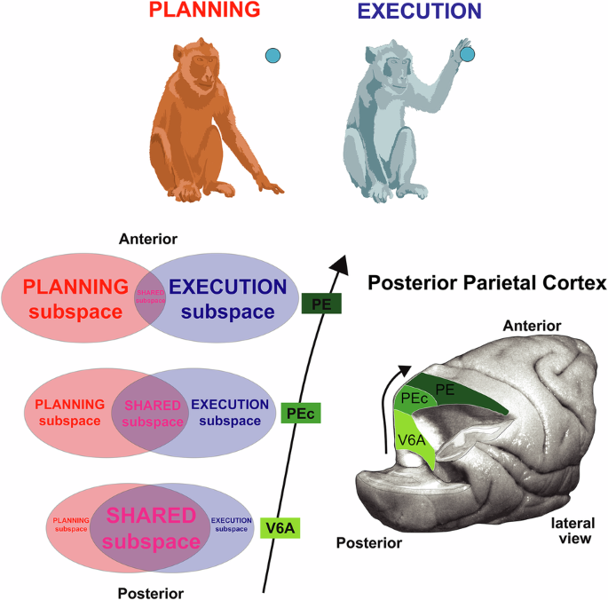 The posterior parietal cortex supports motor planning and execution through a gradient of neural subspaces