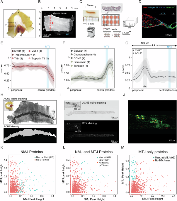 Spatial proteomics identifies FXYD6 as a dual-site protein of neuromuscular junction in the diaphragm