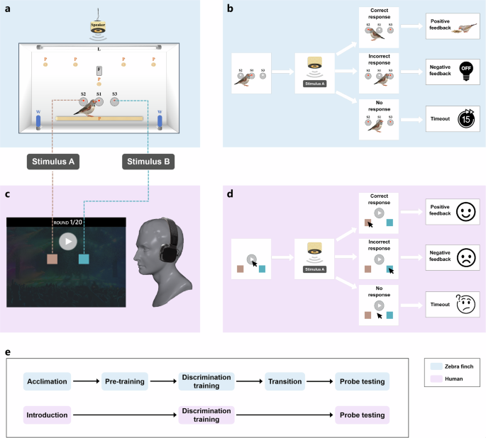 Divergent processing strategies for auditory sequence recognition in humans and zebra finches (Taeniopygia guttata)