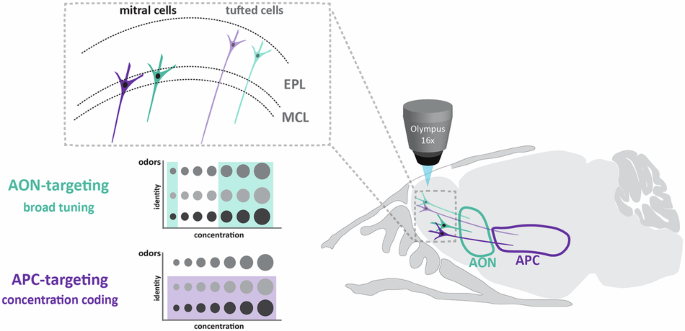 Target-dependent routing of sensory information in the olfactory system