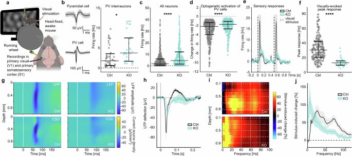 DNMT1 function in cortical PV interneurons modulates cortical network activity, mood disorder‑related behavior, and perineuronal nets
