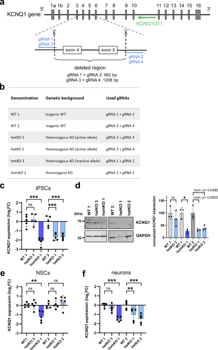 KCNQ1 disruption alters human neuronal development through mitochondrial and insulin signalling pathways